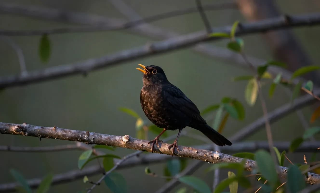 科学者、鳥のさえずりの好感度を決める音響特性を特定