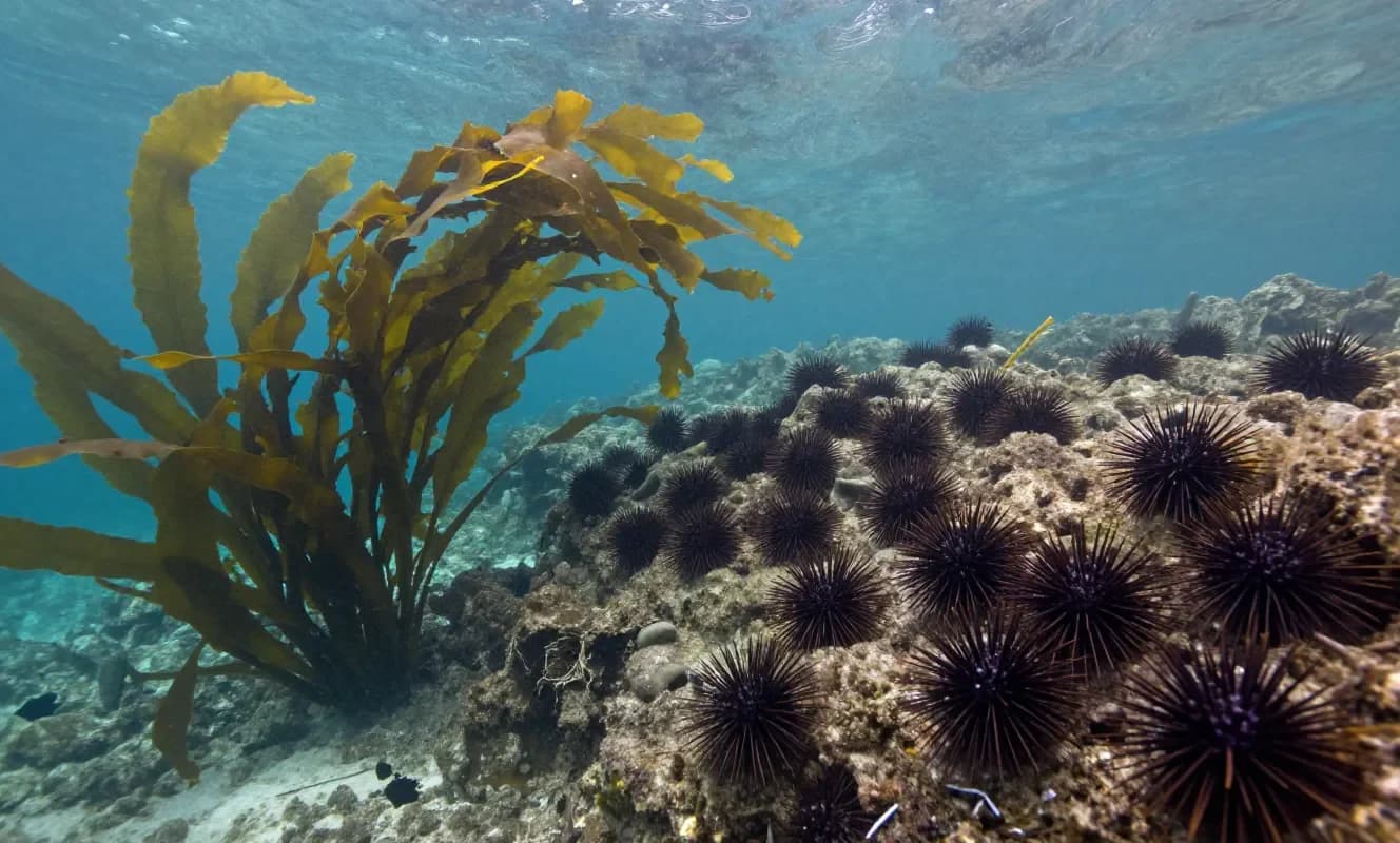 Tasmania'da deniz kestanesi avı fonlaması belirsizliği, dev darı ormanlarının toparlanmasını tehdit ediyor