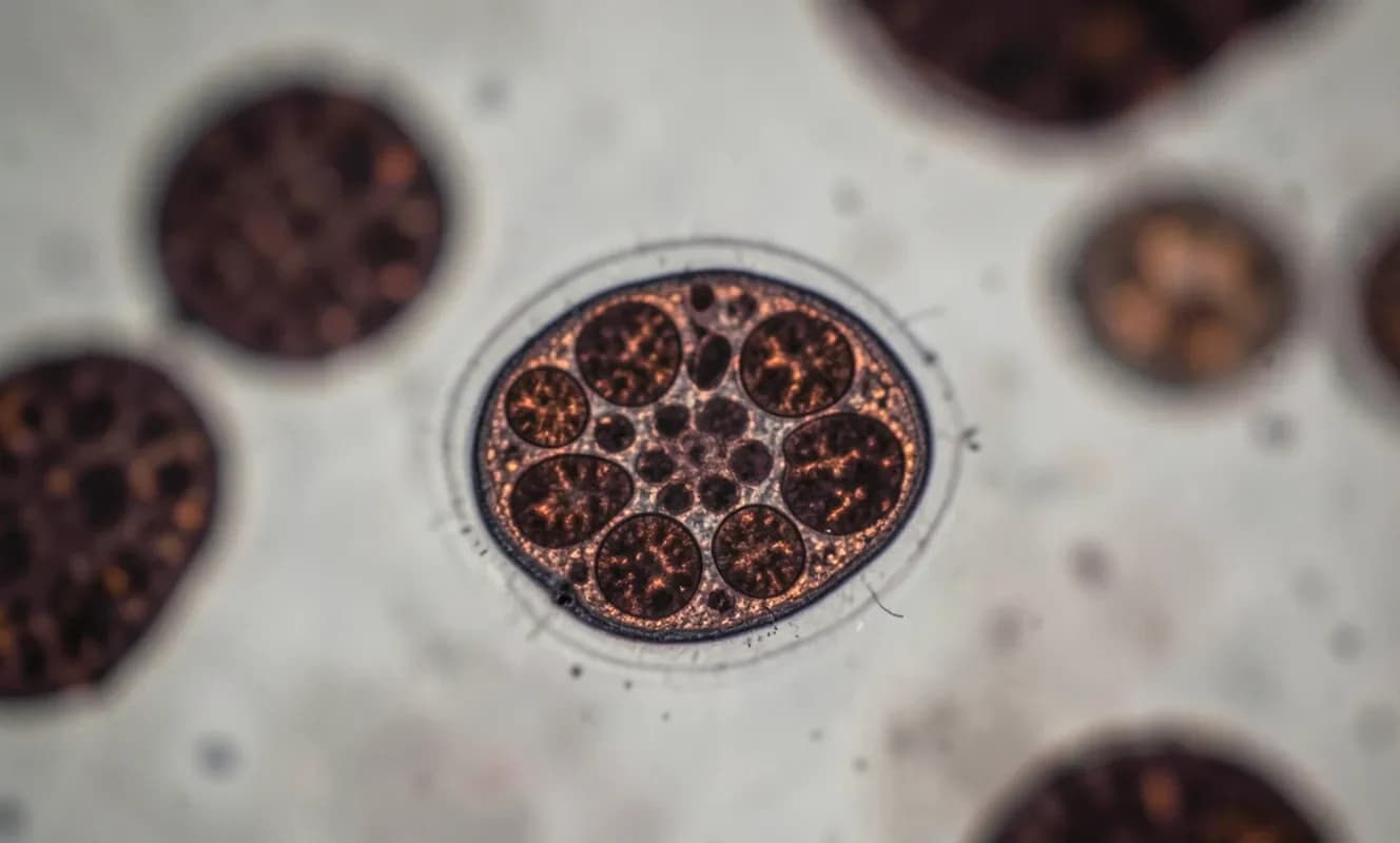 Mitokondriyal proteinler iltihaplanmayı tetikleyebilir