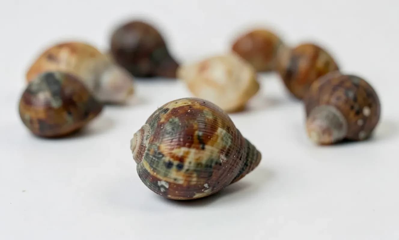 海のサンゴガニの進化の新たな時代