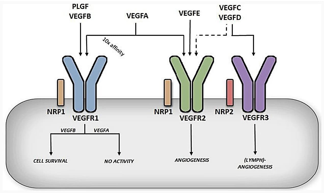 Fleeting Sugar Pairs on Cell Membranes Regulate Growth‑Factor Signals