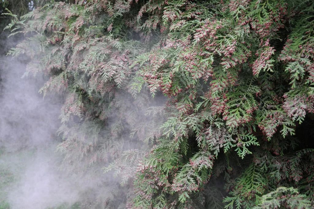 日本、アレルギー患者を減らすため無花粉樹木の植樹を開始