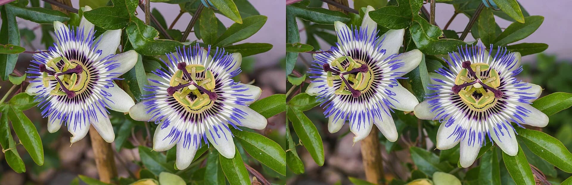 Acer Predator Helios 14900HX aşınması ücretsiz RTX 5070 Ti yükseltimi getirdi
