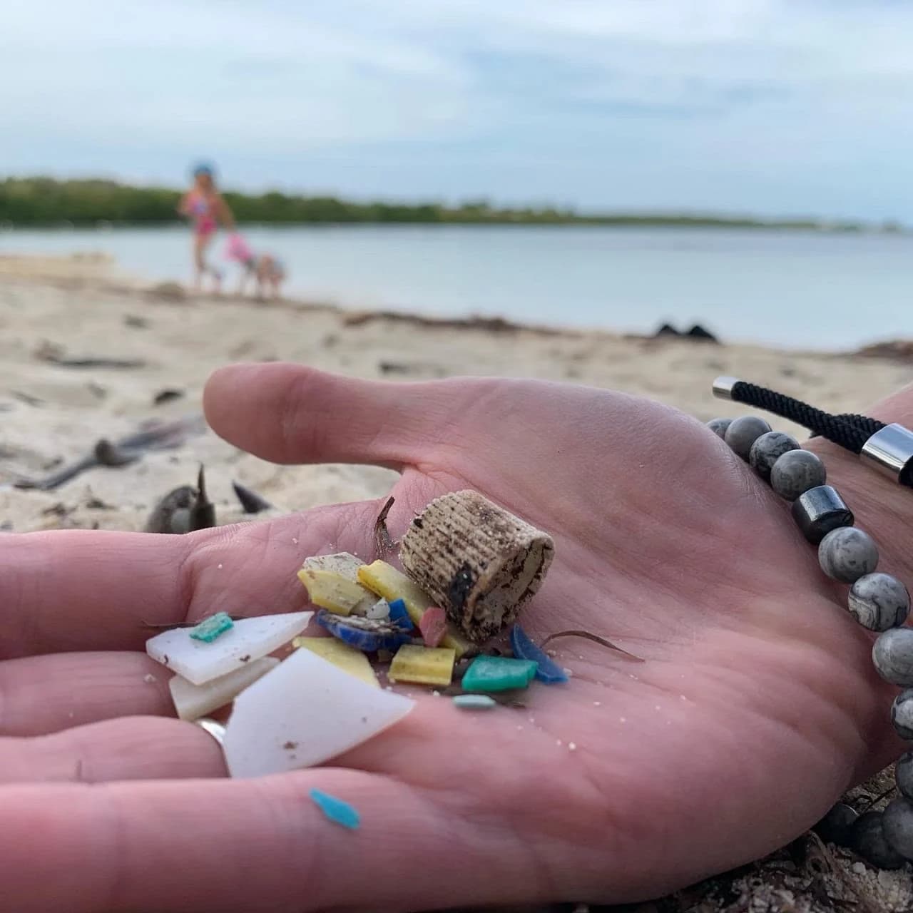 保護されたFlorida湿地で微小プラスチック汚染が検出された