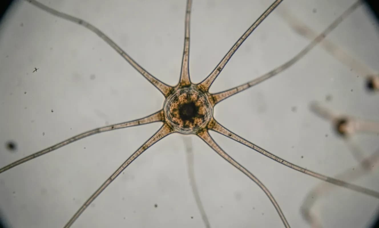Alzheimer Hastalığı Peptidinin Atomik Görünümü Yeni İlaçları İçin Bilgi Sağlayabilir