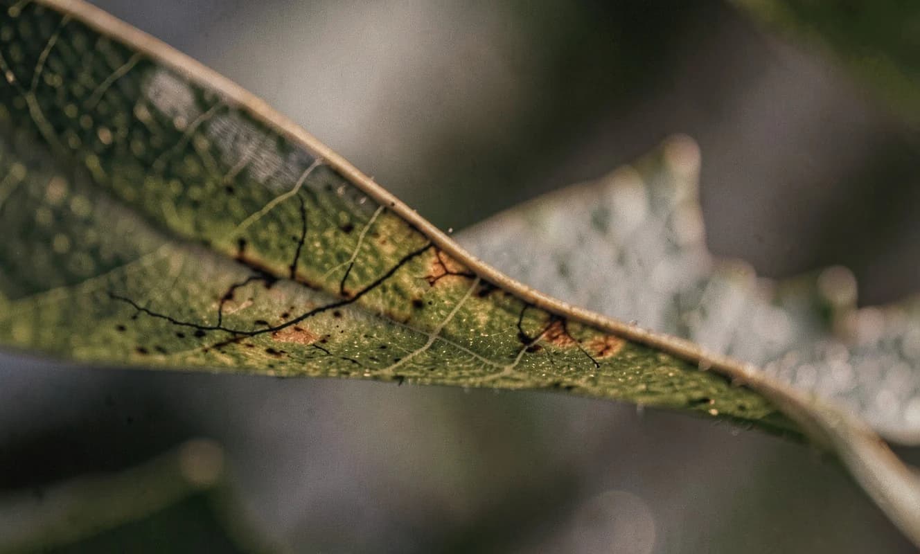 Se Descubre el Mecanismo de las Plantas para Lidiar con el Estrés