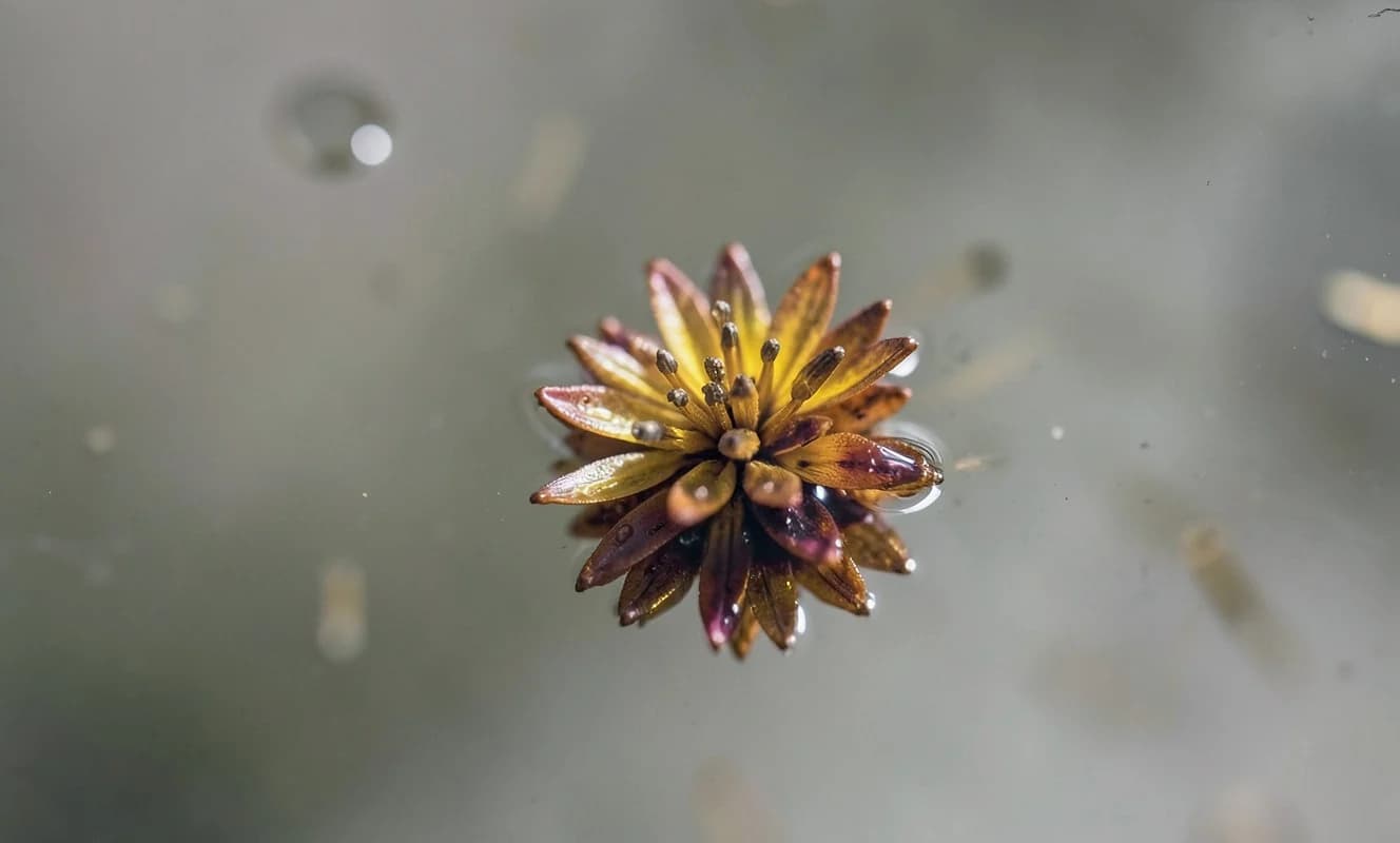 Las gotas de grasa pueden cambiar de forma y absorber su entorno como células vivas